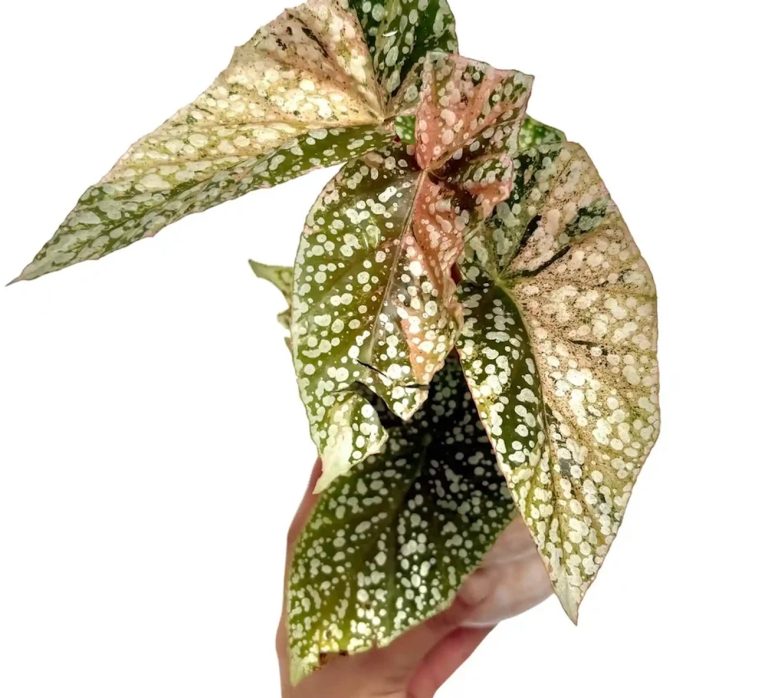 Begonia maculata : secrets d&rsquo;une plante d&rsquo;intérieur au feuillage tacheté